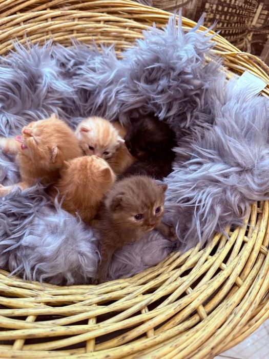 Шотландські кошенята