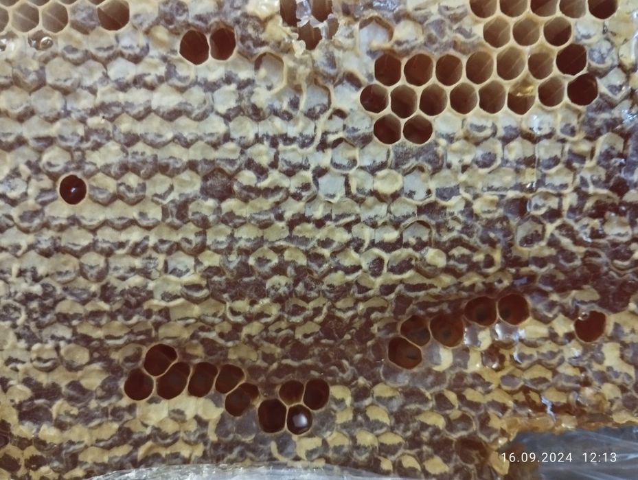 Продам мед з власної еко пасіки