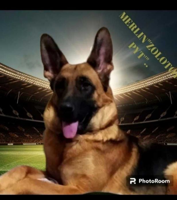 Питомник предлогает роскошную суку.