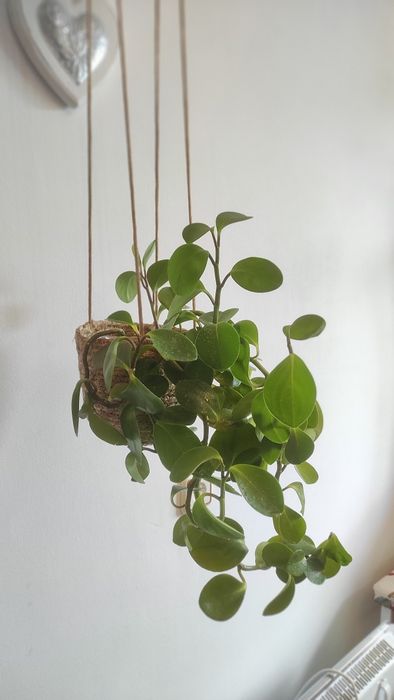 Пеперомія в кашпо