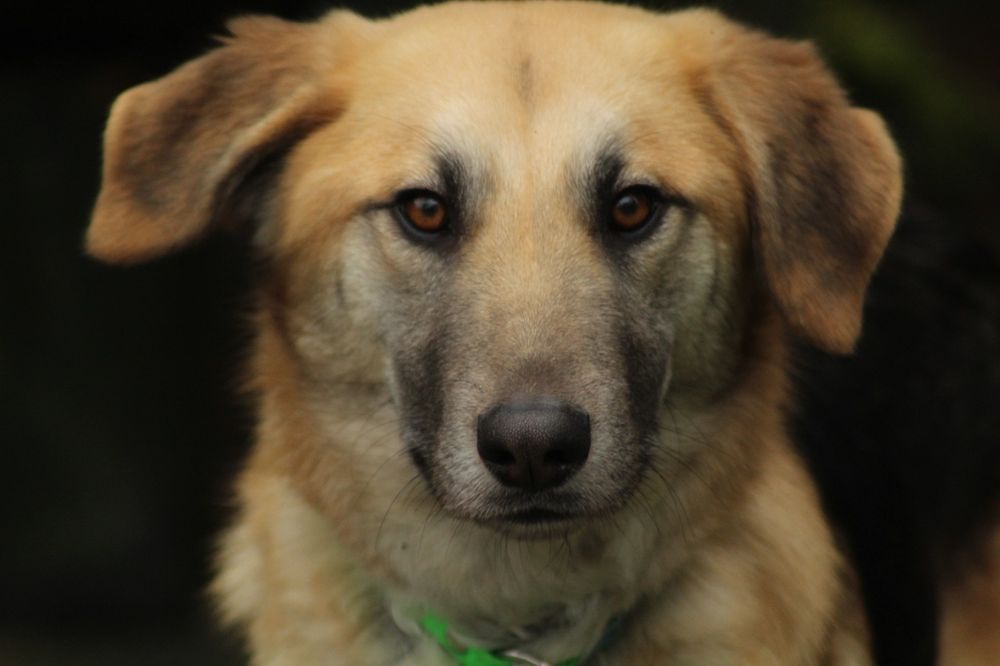 Roczny Mat szuka domu!