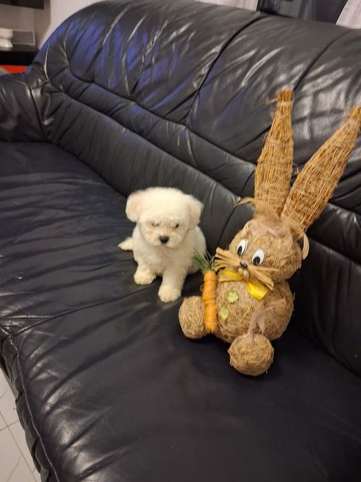 Bichon Frise piesek