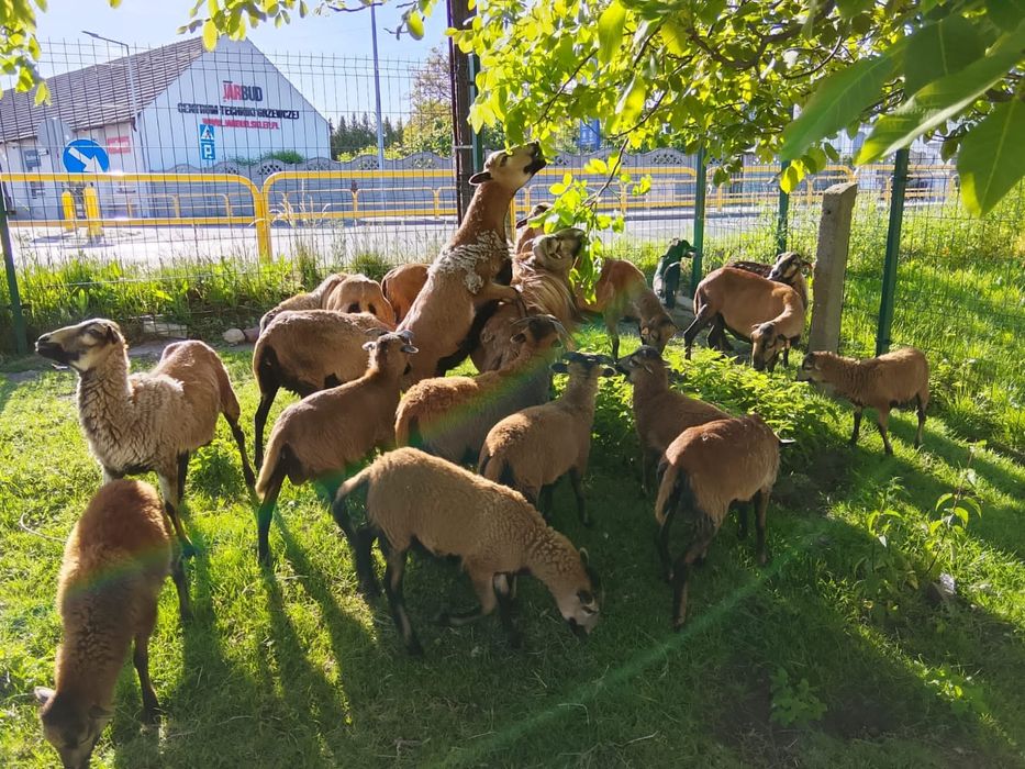 Owce kameruńskie