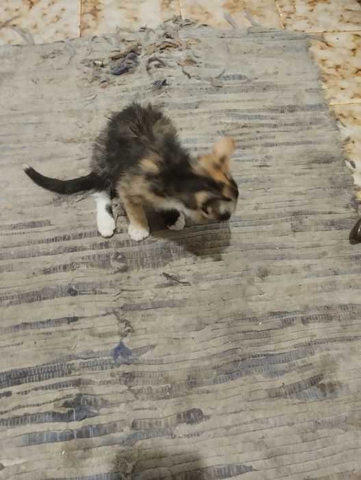 Gato para doação