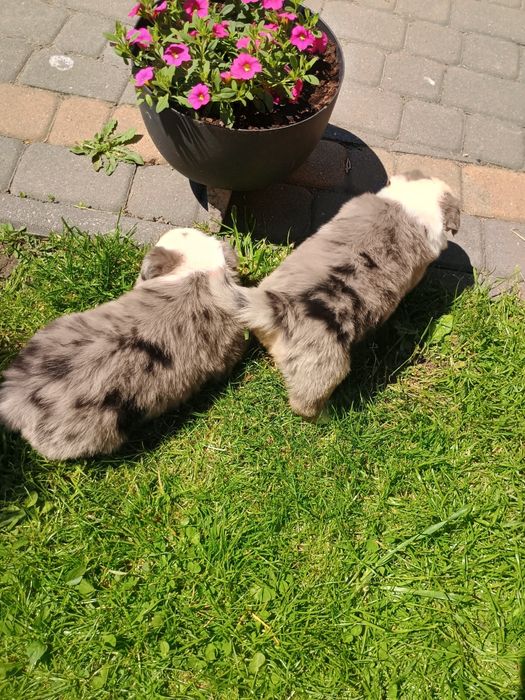 Border collie Blue Merle Tri Color,  czekoladowy, niebieskie oczy