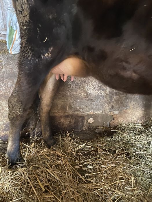 Джерсей  Джерсейска порода