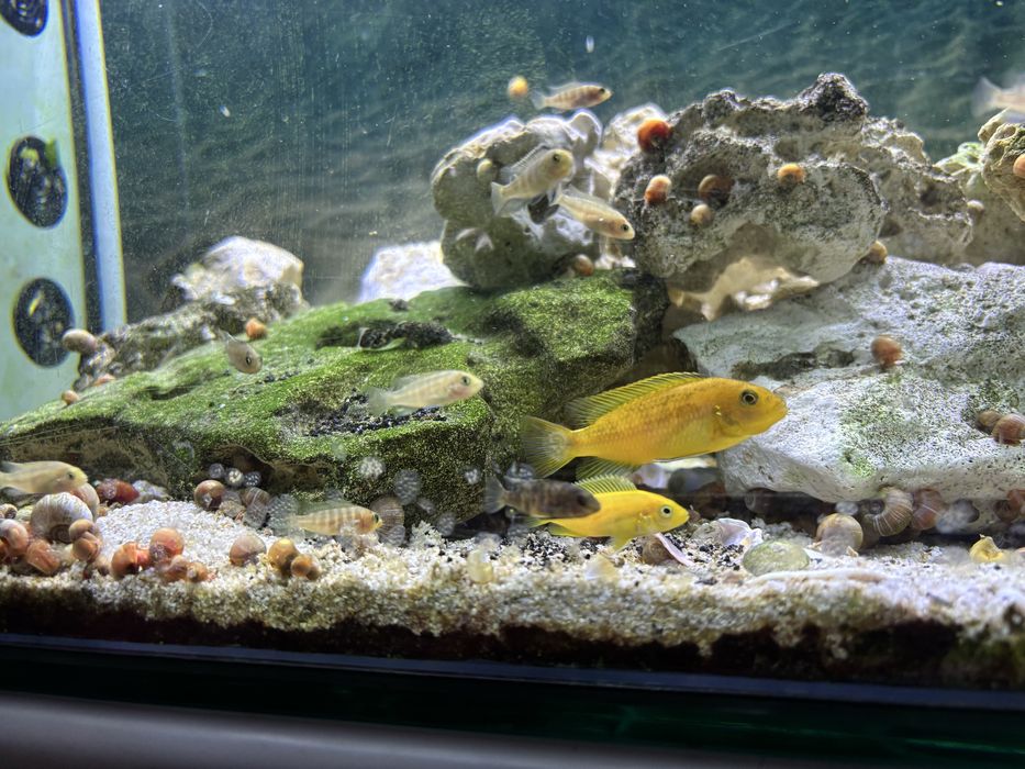 Ciclideos africanos,caracois,ancistrus