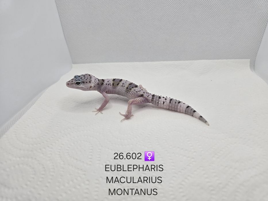 Gekon lamparci Eublepharis macularius montanus