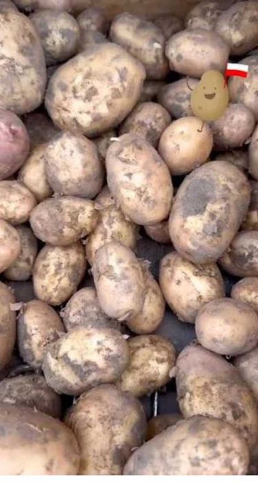 Ziemniaki sadzeniaki BIO bez chemii  Irga  1.50zl kilogram