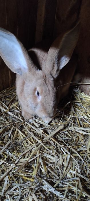 Belg olbrzym samce samice