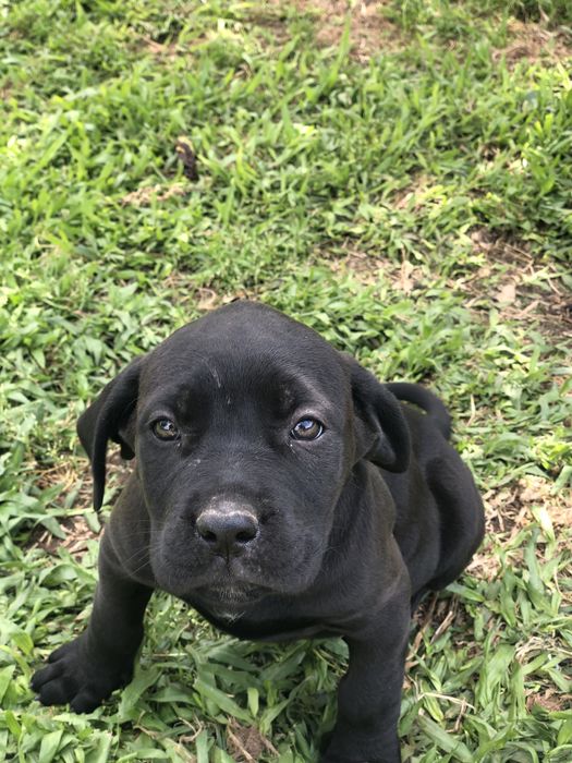 Cane corso. . . Pronto para entrega vacinada e fesparasitada.