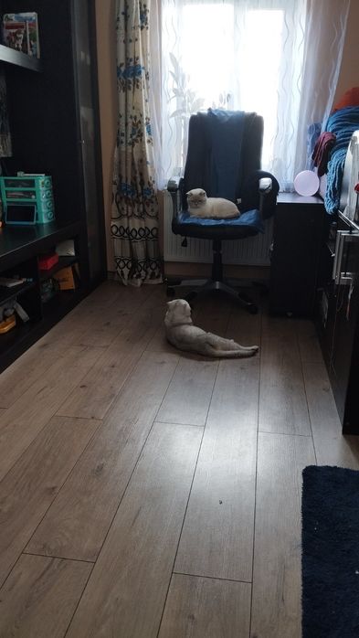 В'язка шотландець, срібна шиншила