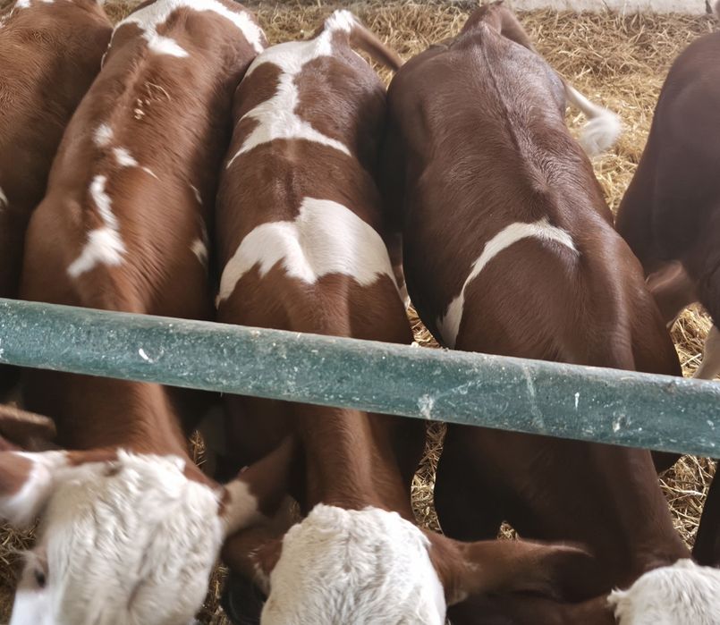 Byczki Simentale 60/130 kg