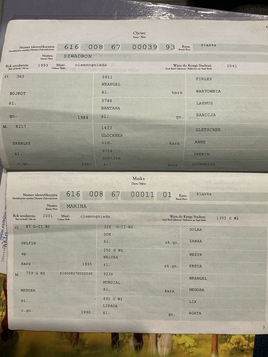 Ogier slaski MONTREAL