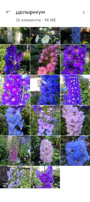 Дельфініум багаторічний,насіння