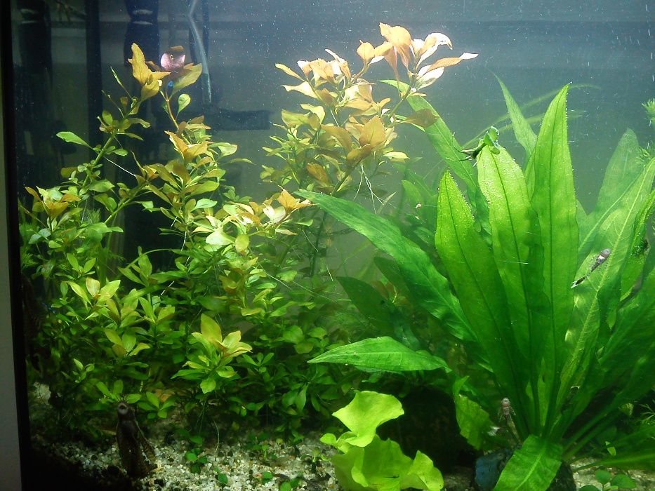 Ludwigia Repens - rośliny akwariowe