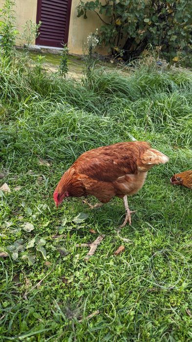 Patinhos Rouen e Corredor Indiano /Cream Legbar / Leghorn Isabella/
