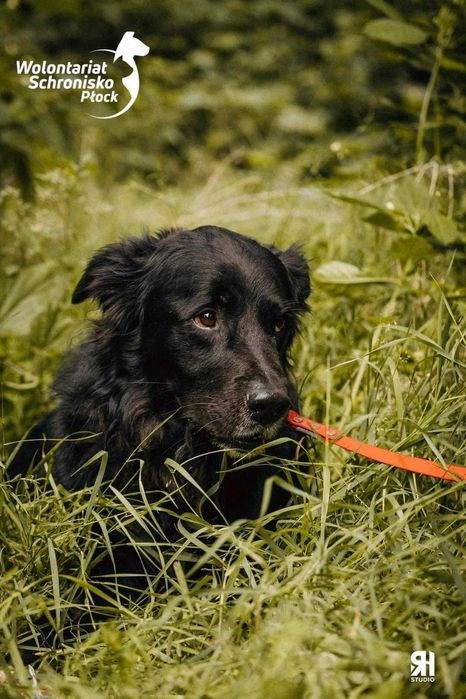Złodziej serc - Bandziorek - szuka kochającego domu!