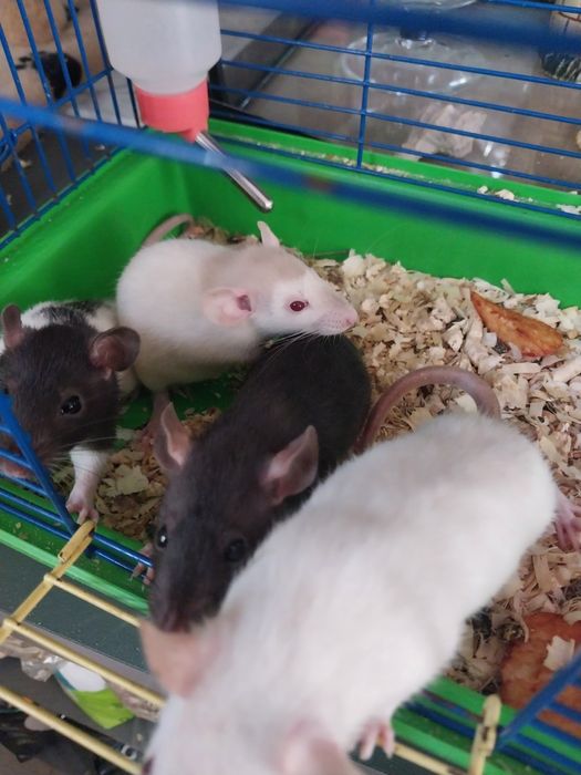 Щур декоративний рекс