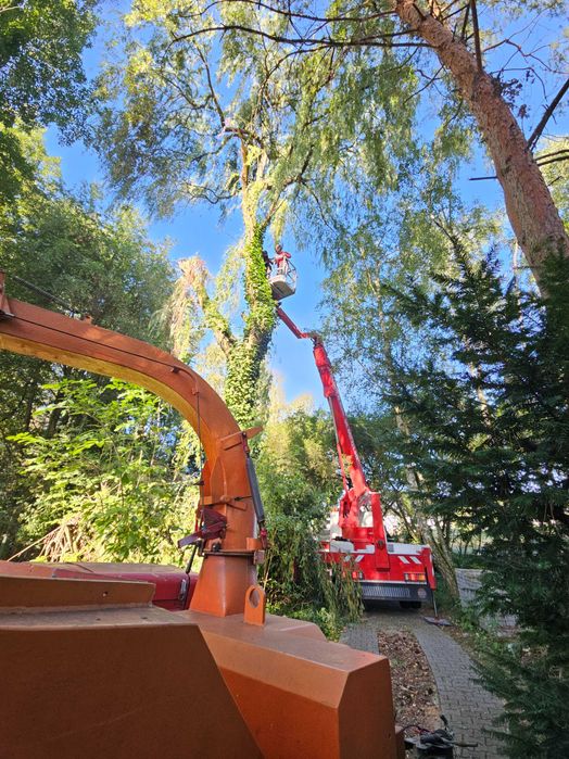 Wycinka drzew/zakładanie ogrodów/prace pielęgnacyjne