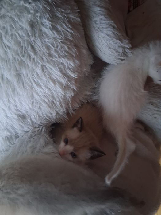 Gatos bebes para adocao responsável