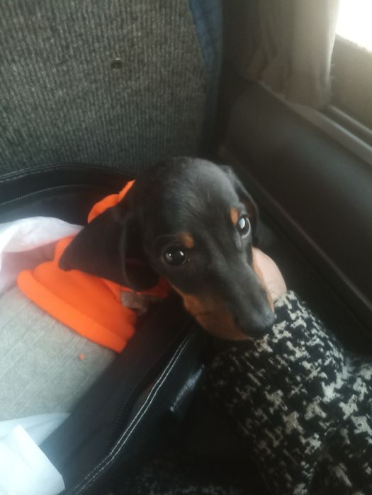 Таксята з доставкою по Україні та за кордон