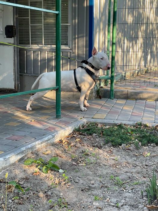 Бультерьер для вязки