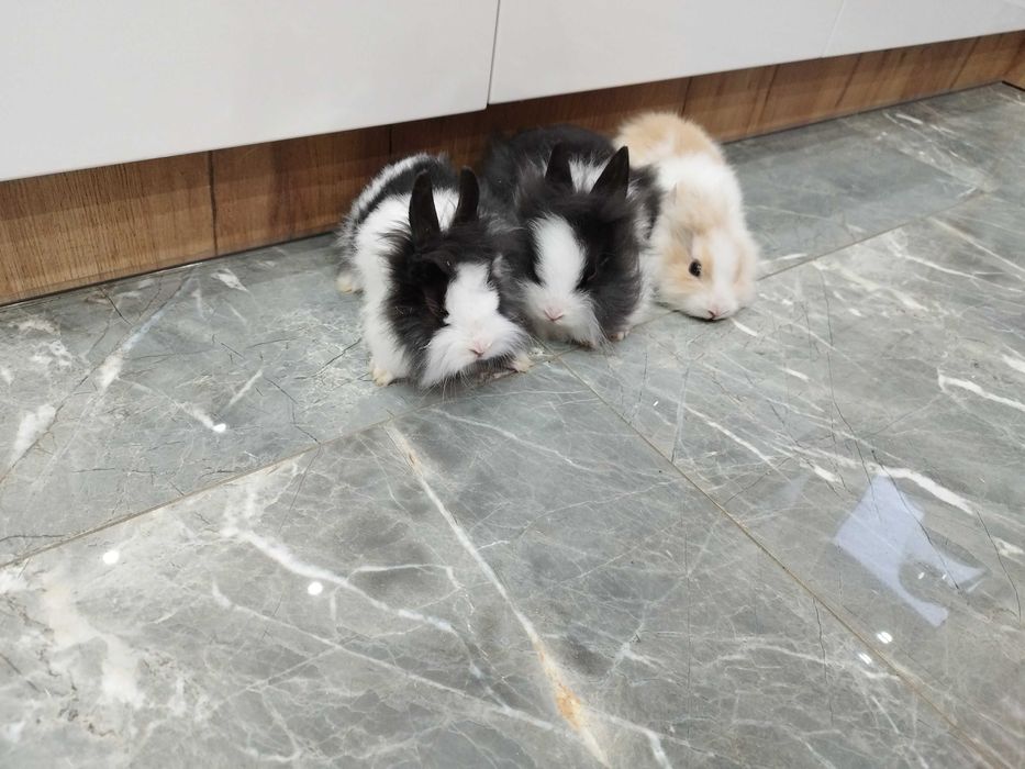Króliki miniaturki Teddy Lewki młode