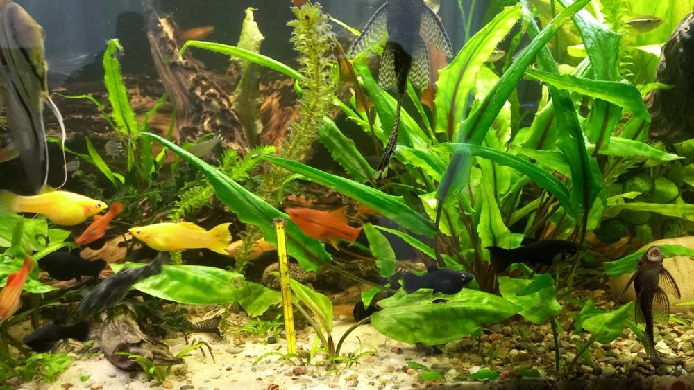 Gupiki molinezje mieczyki zbrojniki helenki krewetki rybki