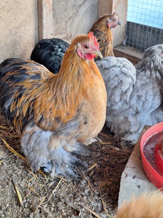 Kogut Kochim miniaturowy