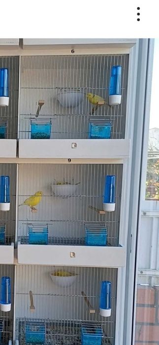 Canários Roller Harz