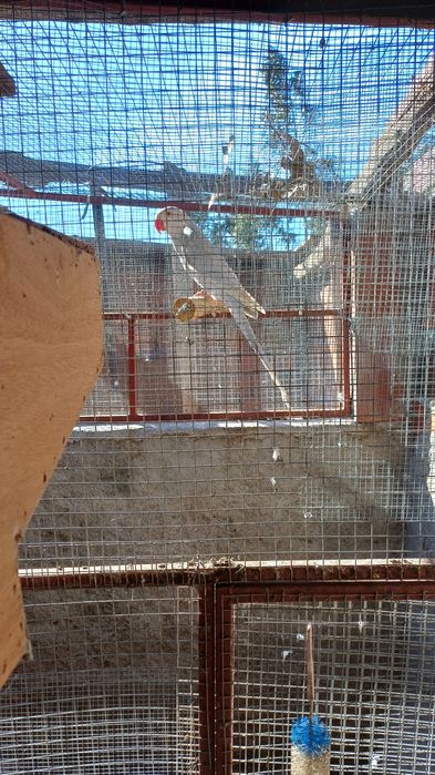 Ring neck  fêmea albina cc portadora de violeta de 2025