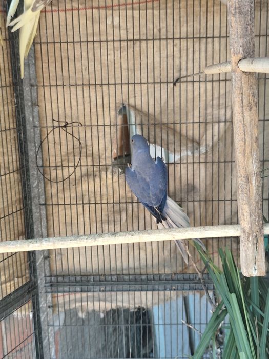 Ring neck cleartail