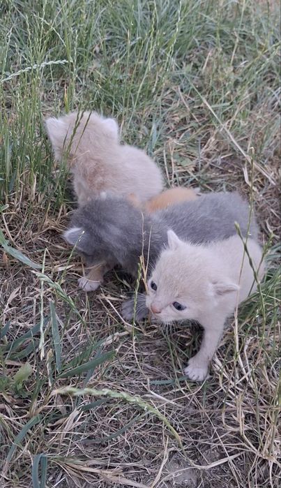 Котики шукають батьків