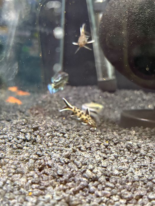 Synodontis petricola