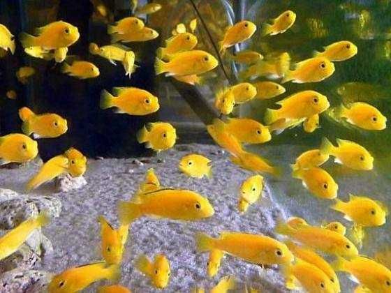 Акваріумні рибки і равлики