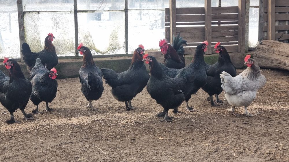 Jaja lęgowe kur rasy Maran