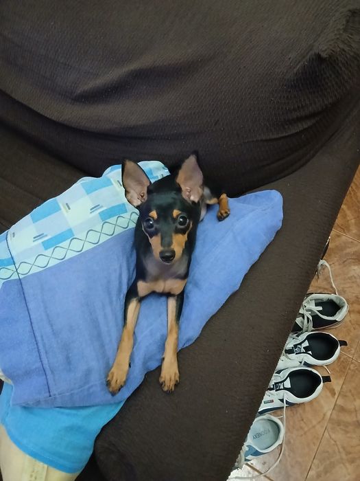 Pinche mini 4 meses