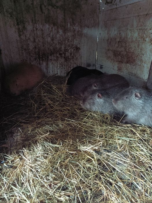 Цуценята продам.