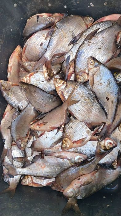 Жива риба свiжа риба