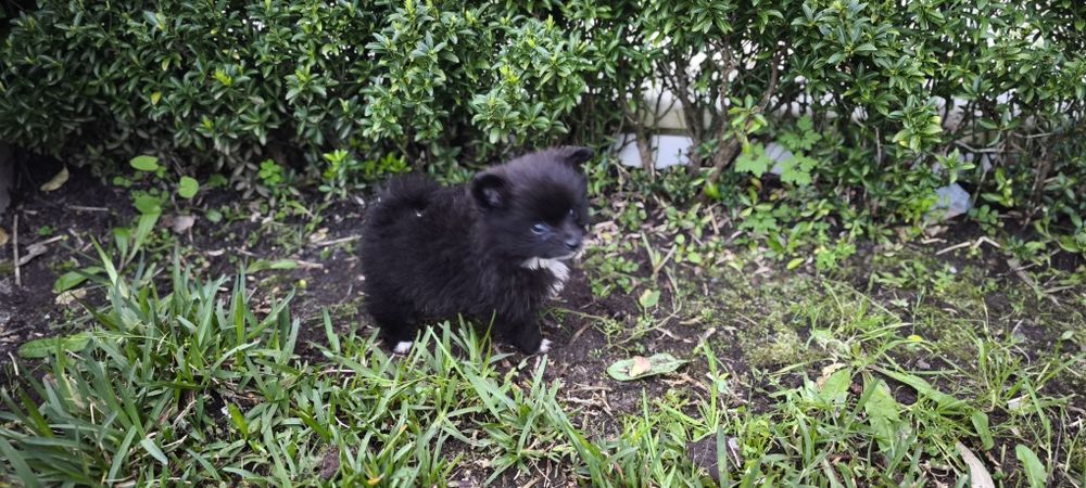 Spitz alemão anão Lulu da Pomerânia hiper miniatura criado em ambiente