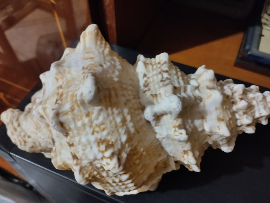 Ракушка натуральная