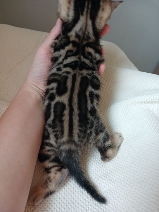 Бенгальські кошенята