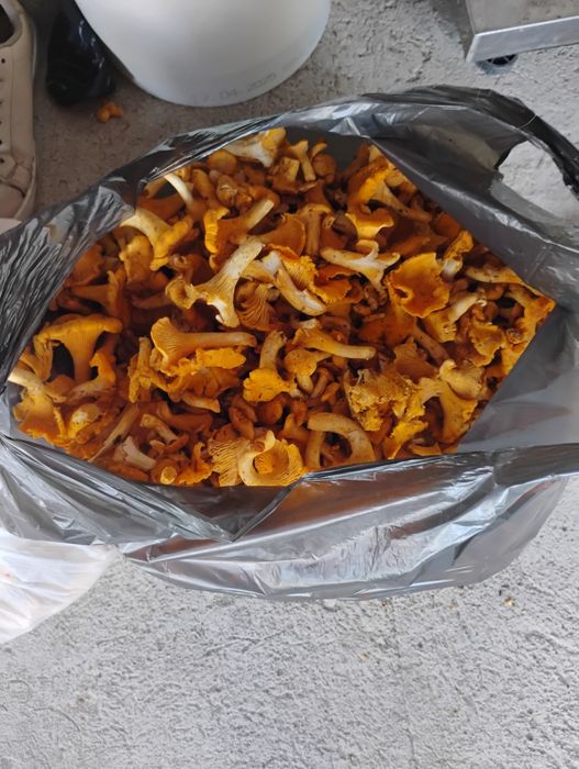 Sprzedam 4kg świeże kurki
