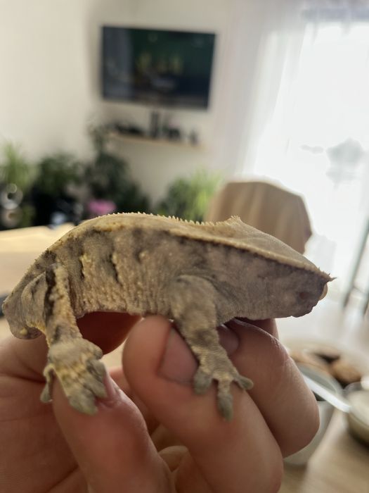 Gekony orzesione z wyposażeniem