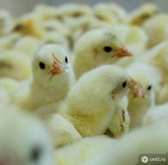 Молодняк бройлера,цыплят.