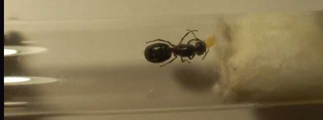 Муравьи - Camponotus ligniperda