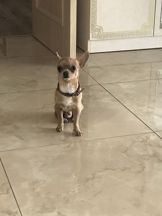 Міні Чихуахуа вязка