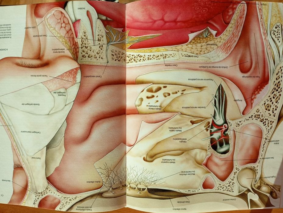 Enciclopédia do corpo humano