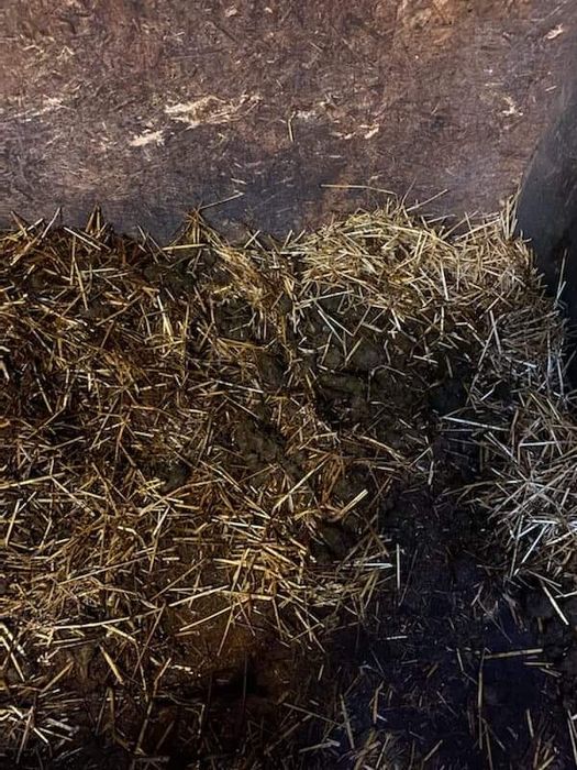 Obornik koński za darmo